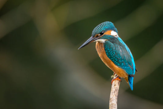 Mastering Wildlife Photography: The Art of Patience and Timing