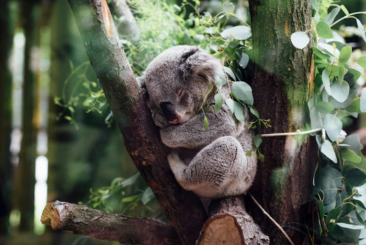 The Magic of Light: Elevating Your Wildlife Photography Skills