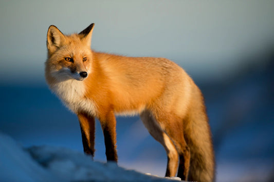 Capture the Wild: Best Locations in Australia for Stunning Wildlife Photography