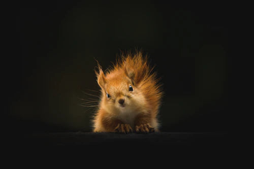 The Fascinating Impact of Seasons on Australian Wildlife Photography