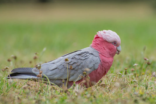 Essential Tips for Capturing Australia's Unique Fauna in the Wild