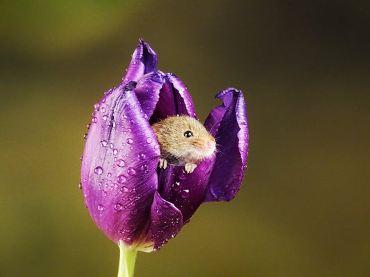 Capturing the Night: Techniques for Photographing Nocturnal Animals