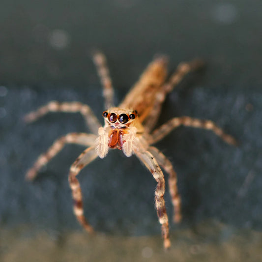 The Art of Macro Photography in Australian Flora and Fauna