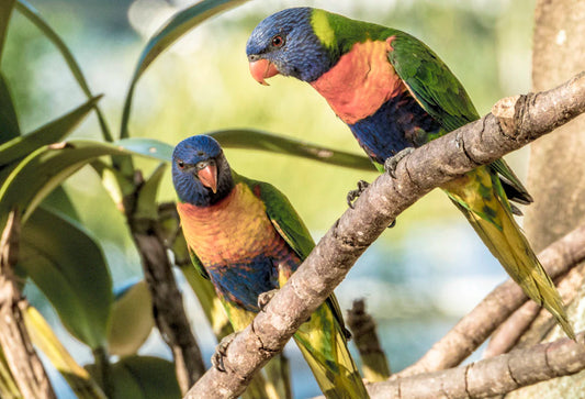 The Beauty of Australian Wildlife: An Overview for Photographers