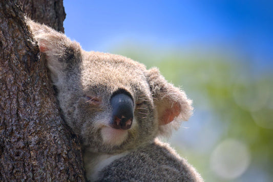 Dive into the Wild: Understanding Australian Animals, Their Behavior, and Habitats